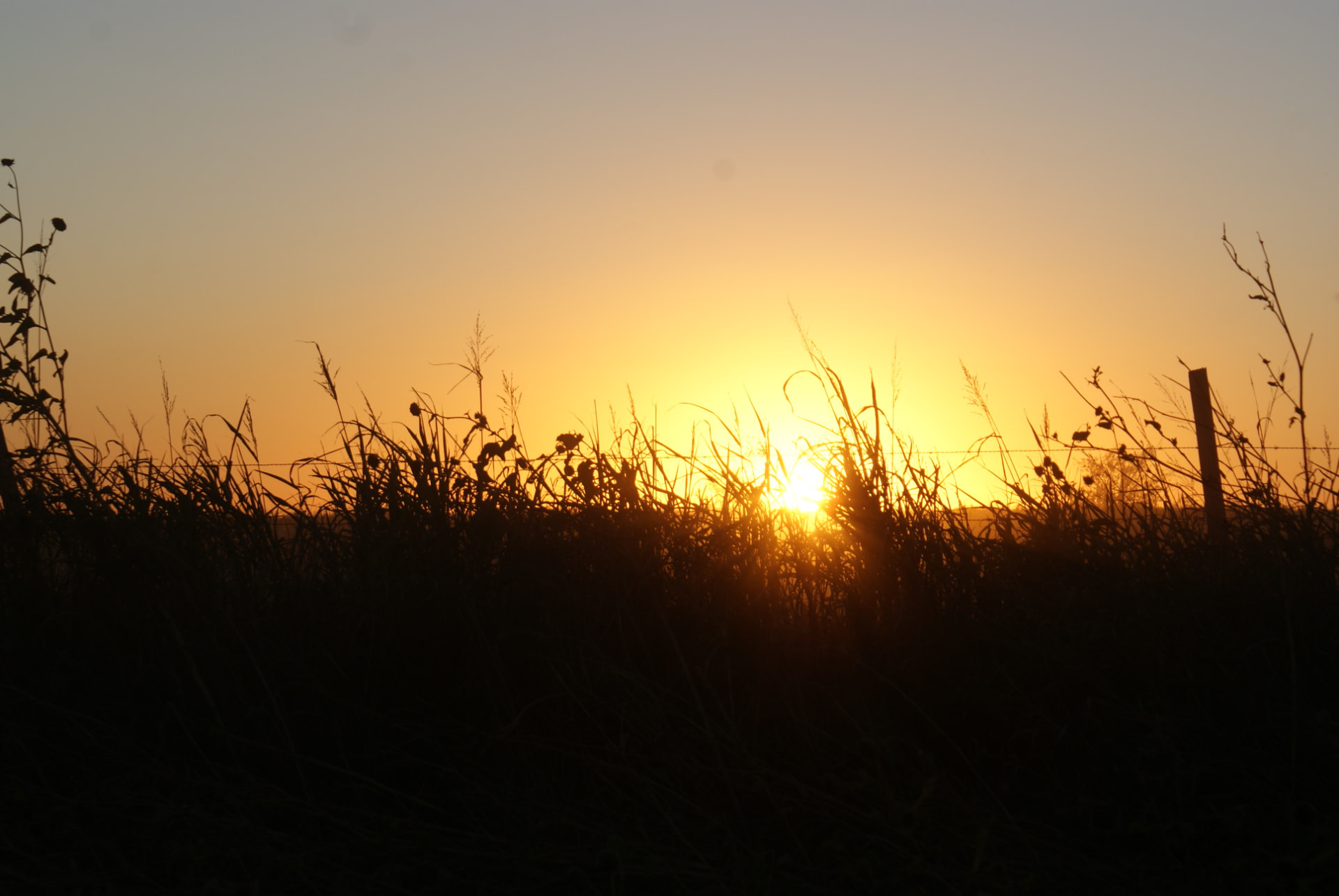 A golden sunset sinking behind silhouetted grasses along a field's edge